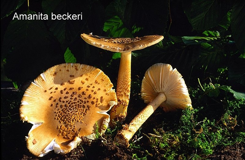 Amanita beckeri-amf220-1.jpg - Amanita beckeri ; Syn: Amanitopsis beckeri ; Nom français: Amanite noisette